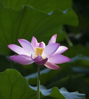 夏日粉色映日荷花绽放摄影图片